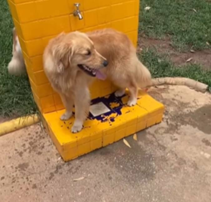 Durante passeio em família, tutora proíbe cachorro de se molhar na torneira e ele arruma jeito inusitado para se refrescar; confira!