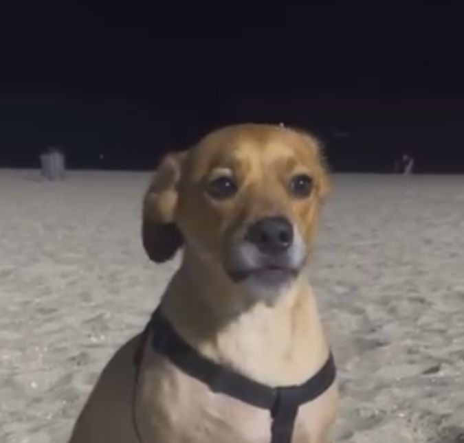 Fofura! Cachorrinho viraliza implorando por mais brincadeira na praia