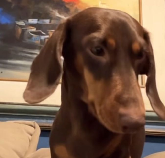 Que graça! Cachorro viraliza pedindo carinho com patinhas e muito charme