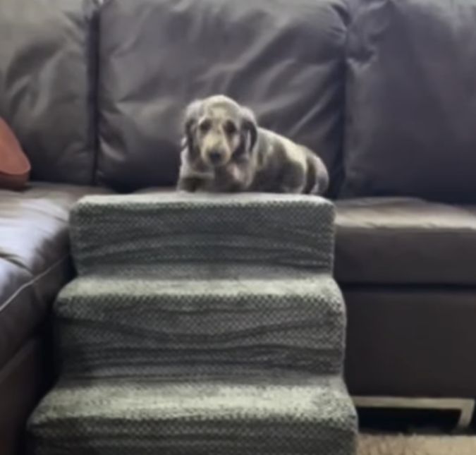 Cachorrinho filhote viraliza ao brincar em escadinha e roubar corações; assista!