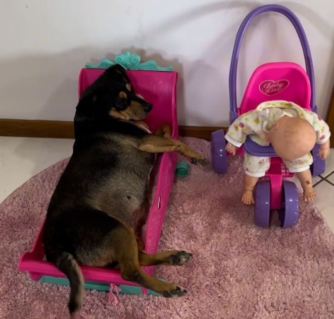 Cachorrinha aproveita berço de boneca para tirar um cochilo relaxante