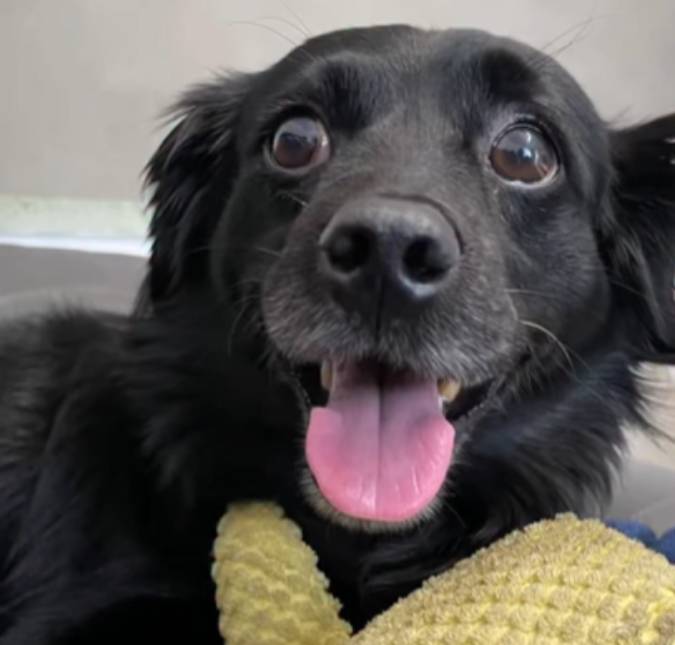 Cãozinho encanta internautas ao mostrar que reconhece seus brinquedos pelo nome