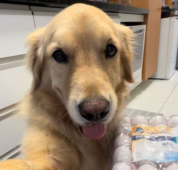 Cachorro <i>influencer</i>! Golden viraliza mostrando rotina diária cheio de fofura