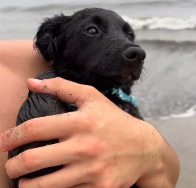 Coberto de areia e exausto, rotina pós praia de cachorrinho encanta <i>web</i>