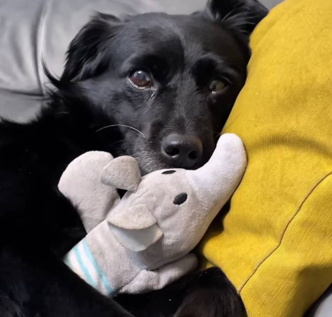 Cachorrinho adormece agarradinho com bicho de pelúcia enquanto ouve canção de ninar