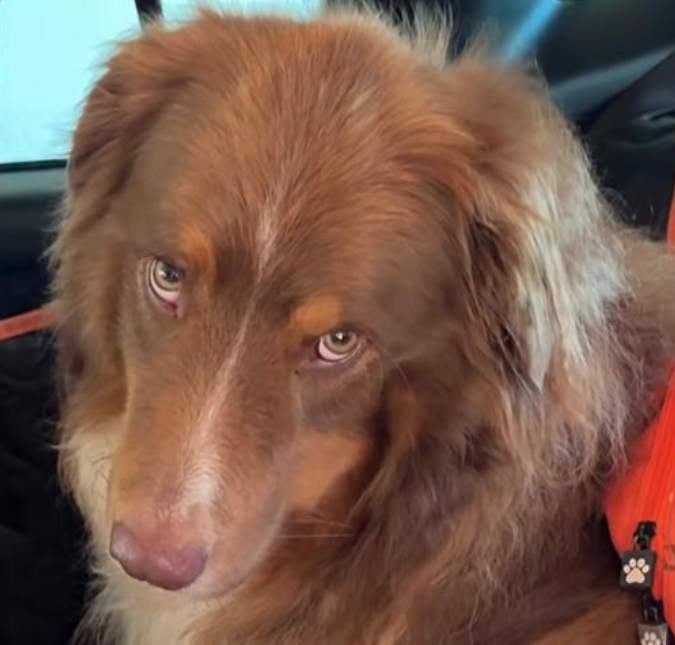 Quem nunca? Cachorrinha fica irritada ao ser acordada para ir à escola e diverte a <i>web</i>