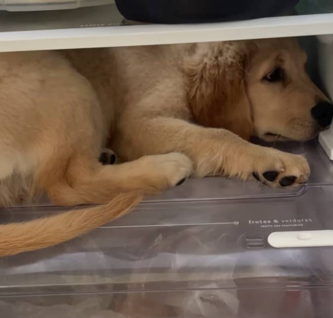 Cachorrinha resolve entrar na geladeira para aliviar o calor e encanta a <i>web</i>