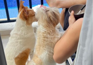 RT @Estrelando: Amor de irmãos! Tutora mostra a rotina engraçada de cachorrinhos e diverte a web
