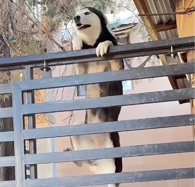 Missão impossível? Cachorrinho viraliza ao tentar escapar escalando portão