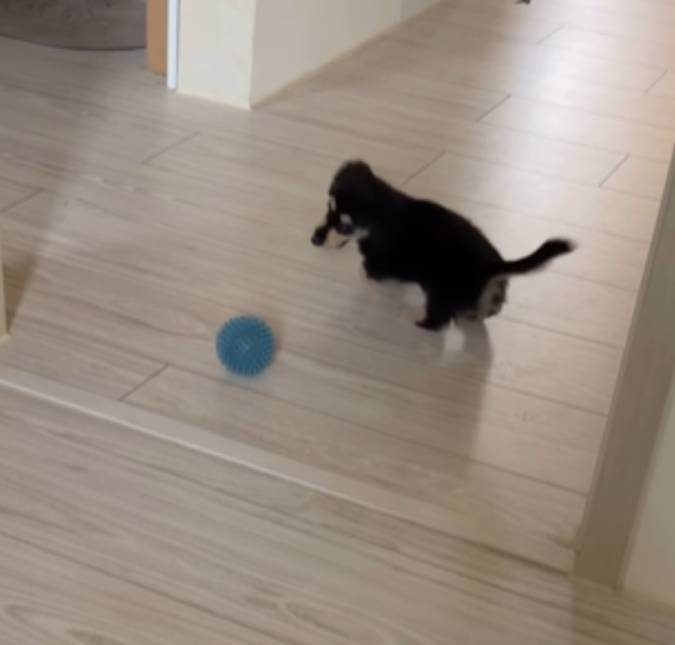 Cachorrinho viraliza ao mostrar habilidade com a bola e dá <i>dribles</i> dignos de craque
