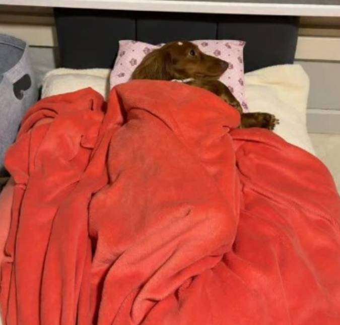 Vida de princesa! Cachorrinha encanta a <i>web</i> ao mostrar rotina antes de ir à creche