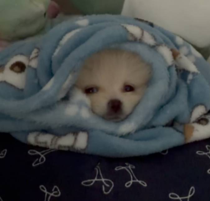 Cachorrinho revela esconderijo para se proteger do frio e encanta a <i>web</i>