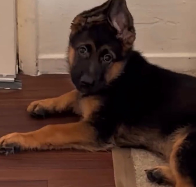 Que bagunça! Filhote de cachorro diverte <i>web</i> ao espalhar seus itens de alimentação pela casa