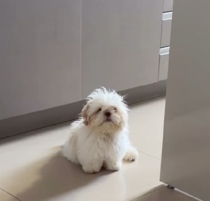 Coitadinha! Cachorrinha reclama por falta de compreensão com sua brincadeira e diverte <i>web</i>