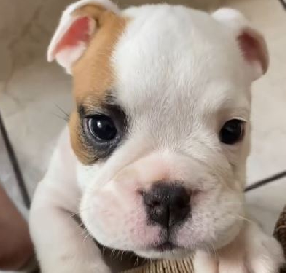 Brava! Cachorrinha surge resmungando por atenção de tutor e diverte <i>web</i>
